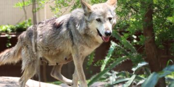 Trasladan a Garita, una loba con la mejor genética, a la Ciudad de México