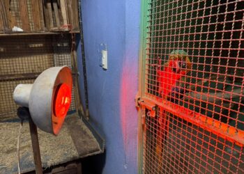 Aplica Comisión de Parques protocolos en fauna ante bajas temperaturas