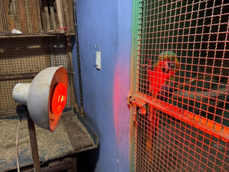 Aplica Comisión de Parques protocolos en fauna ante bajas temperaturas