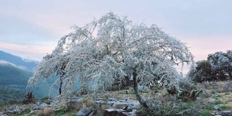 Nevó en “Pino Solo”