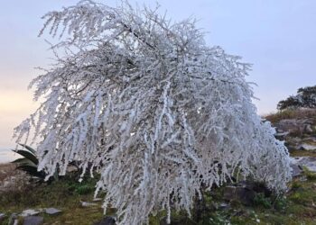 Nevó en “Pino Solo”