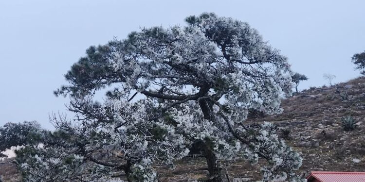 Nevó en “Pino Solo”