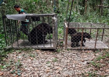 Liberan en su hábitat a tres ejemplares de oso negro americano
