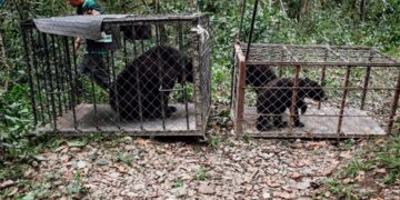 Liberan en su hábitat a tres ejemplares de oso negro americano
