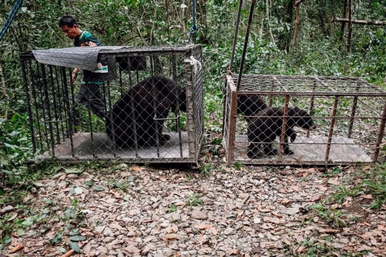 Liberan en su hábitat a tres ejemplares de oso negro americano