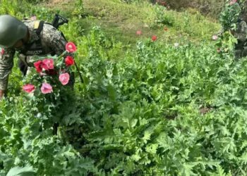 Secretaría de la Defensa de México destruye 251 sembradíos de amapola y marihuana