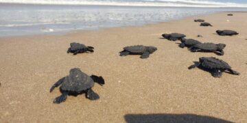 Proyectarán en televisión las maravillas naturales de Tamaulipas: CPBT