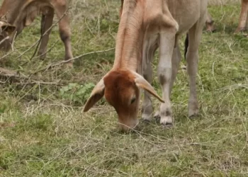Nuevo brote de gusano barrenador del ganado en México, ahora en Tabasco