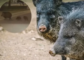 Captan a más de 15 pecaríes cruzando una avenida de García en Nuevo León