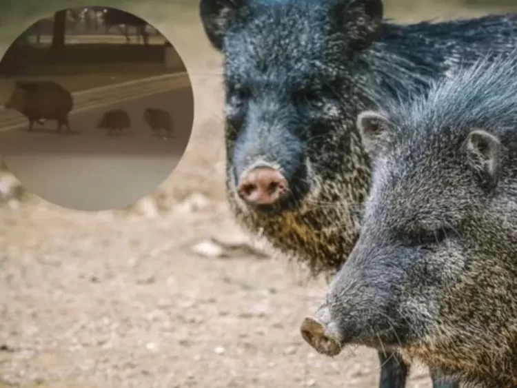 Captan a más de 15 pecaríes cruzando una avenida de García en Nuevo León