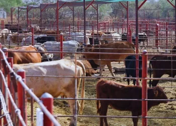 México reanuda exportación de ganado a EU tras suspensión por gusano barrenador