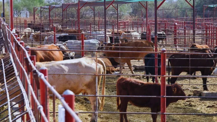 México reanuda exportación de ganado a EU tras suspensión por gusano barrenador