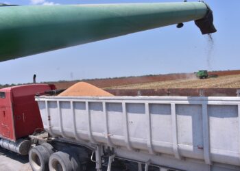 Productores de sorgo tamaulipecos se beneficiarán con la Ley de Biocombustibles