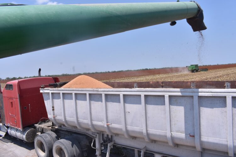 Productores de sorgo tamaulipecos se beneficiarán con la Ley de Biocombustibles