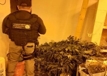 Desmantelan invernadero de mariguana en Puerto Vallarta, Jalisco