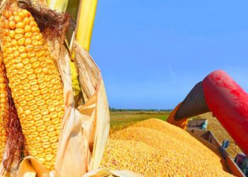  Secretaría de Economía publica decreto que termina prohibición de maíz transgénico en México