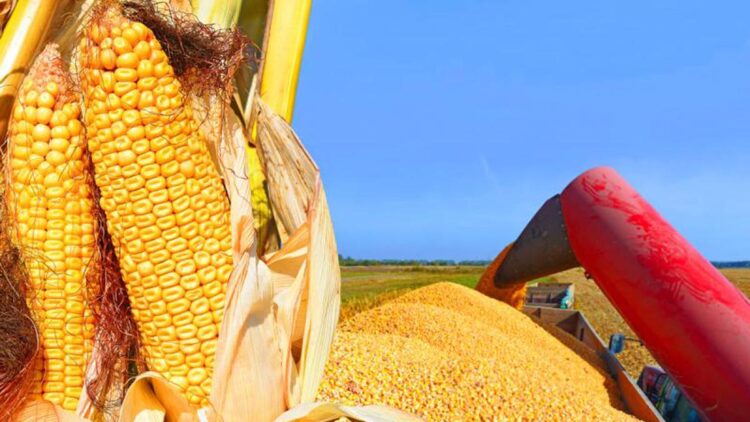  Secretaría de Economía publica decreto que termina prohibición de maíz transgénico en México