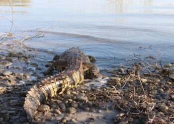 Liberar a cocodrilo capturado en predio del Ejido “El Olmo” de Victoria