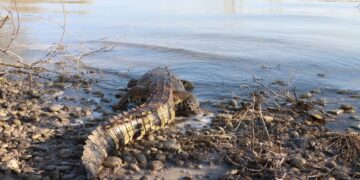Liberar a cocodrilo capturado en predio del Ejido “El Olmo” de Victoria