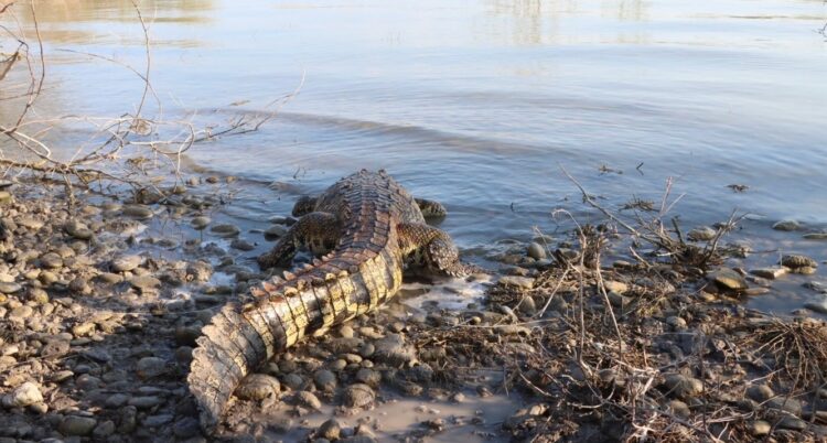 Liberar a cocodrilo capturado en predio del Ejido “El Olmo” de Victoria