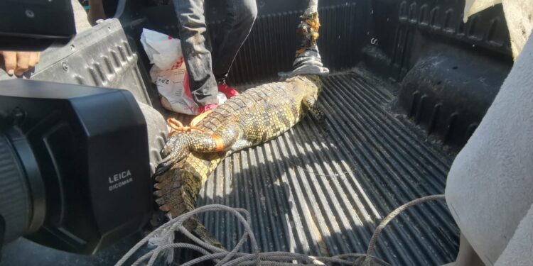 Atrapan cocodrilo en el Ejido “El Olmo” de Victoria.