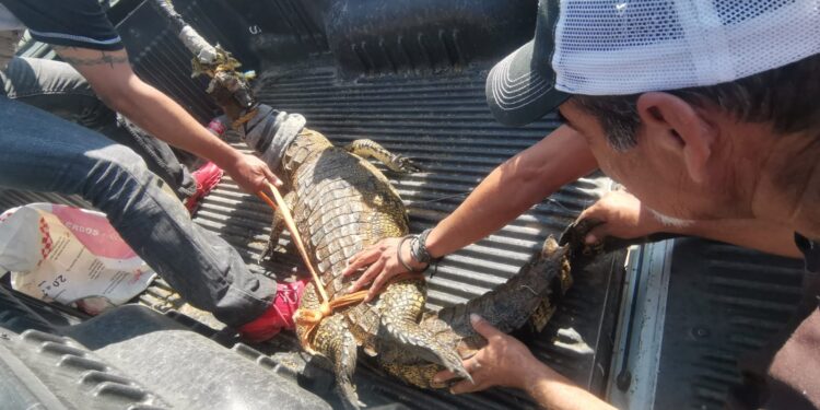 Atrapan cocodrilo en el Ejido “El Olmo” de Victoria.