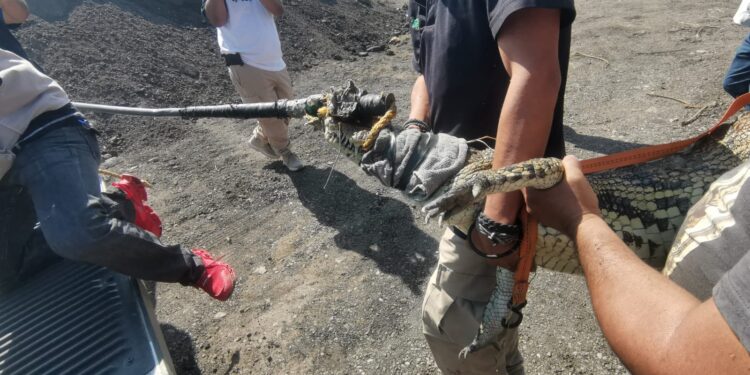 Atrapan cocodrilo en el Ejido “El Olmo” de Victoria.