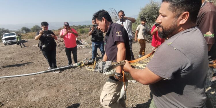 Atrapan cocodrilo en el Ejido “El Olmo” de Victoria.