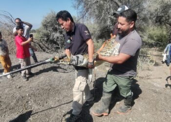 Atrapan cocodrilo en el Ejido “El Olmo” de Victoria.
