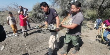 Atrapan cocodrilo en el Ejido “El Olmo” de Victoria.