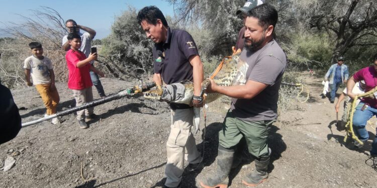 Atrapan cocodrilo en el Ejido “El Olmo” de Victoria.