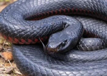 Descubrió más de 100 serpientes venenosas en su patio