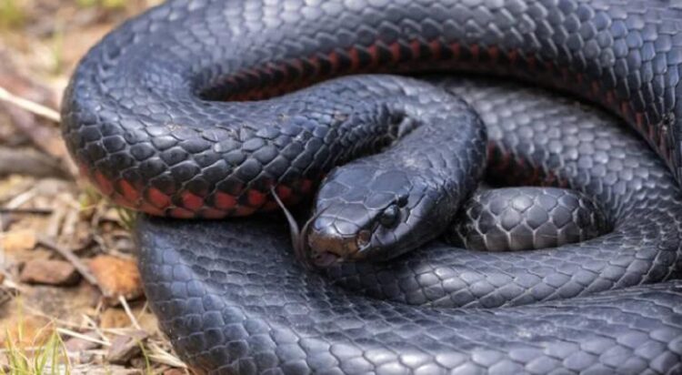 Descubrió más de 100 serpientes venenosas en su patio