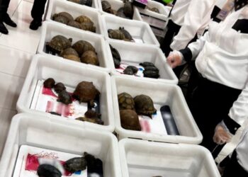 Profepa frustra tráfico ilegal de tortugas y ranas en aeropuerto de la CDMX