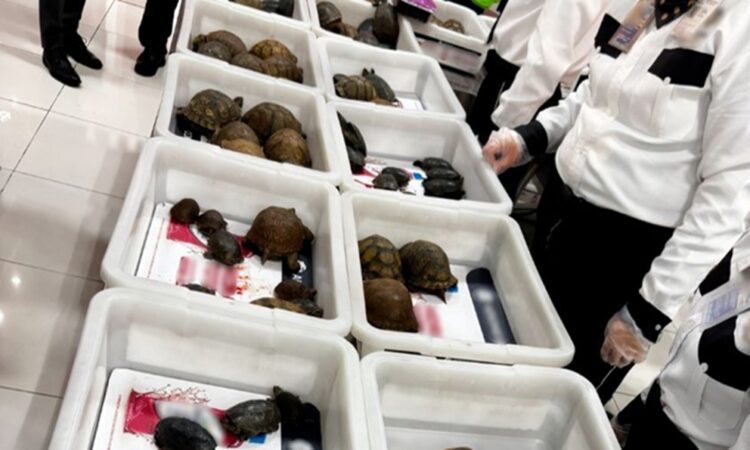 Profepa frustra tráfico ilegal de tortugas y ranas en aeropuerto de la CDMX