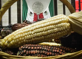 Senado declara constitucional la prohibición de maíz transgénico en México