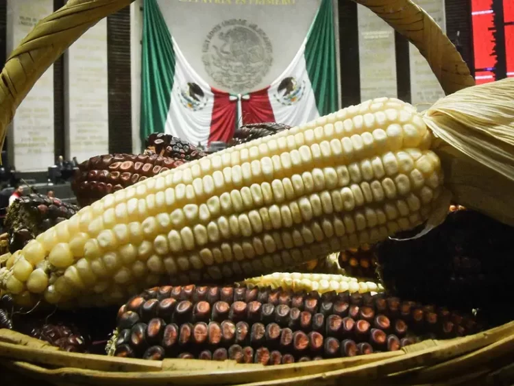 Senado declara constitucional la prohibición de maíz transgénico en México