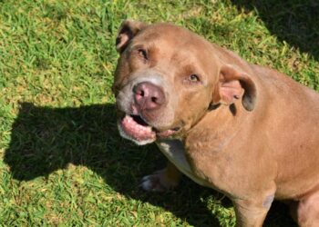 Pitbull le dispara con una pistola a su dueño… al saltar sobre la cama