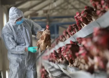 EU reporta primer brote de gripe aviar H7N9 en Noxubee, Misisipi