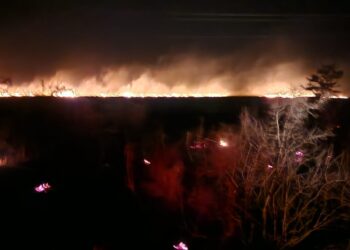 Reportan incendio forestal en predios del ejido Independencia en Jiménez, Tamaulipas