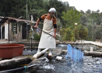 Declara SADER a México libre de dos enfermedades que afectan a la trucha de cultivo