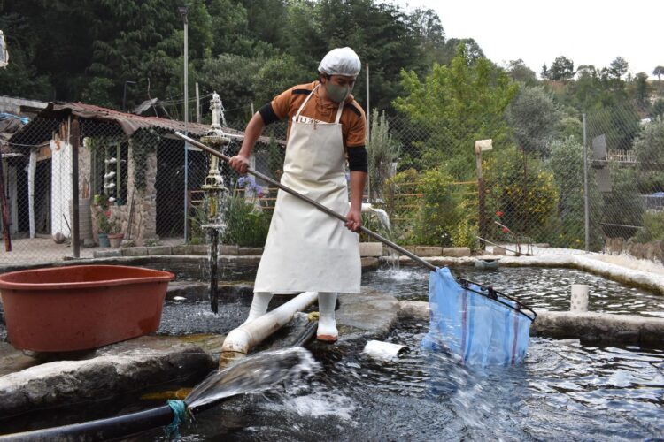 Declara SADER a México libre de dos enfermedades que afectan a la trucha de cultivo