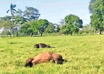 Mueren mil vacas por intoxicación masiva en Tabasco; cifra sigue en aumento
