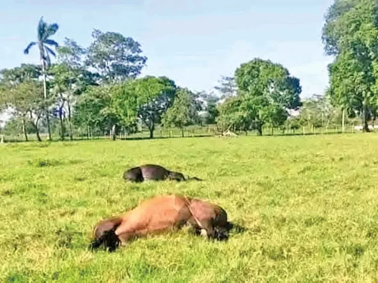 Mueren mil vacas por intoxicación masiva en Tabasco; cifra sigue en aumento