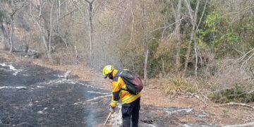 Incendios forestales afectaron casi 9 mil hectáreas en diez municipios de Tamaulipas