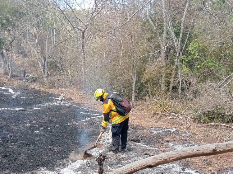 Incendios forestales afectaron casi 9 mil hectáreas en diez municipios de Tamaulipas