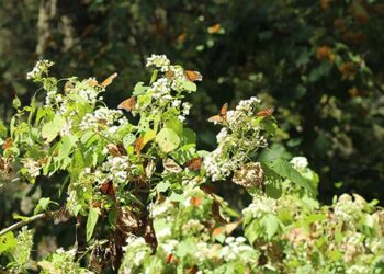 Vuela mariposa Monarca de regreso a EU y Canadá después de hibernar en México