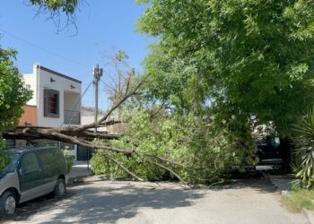 Fuertes vientos derriban cuatro árboles en diversos sectores de Cd. Victoria