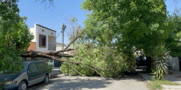 Fuertes vientos derriban cuatro árboles en diversos sectores de Cd. Victoria