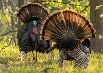 Lanzan convocatoria para torneo de cacería del Guajolote Río Grande